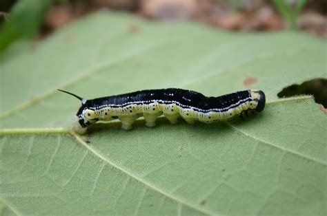 The larva is so bright in color, its tough to miss, whereas the sphinx moth is dull and gray in color. . Catalpa worms for sale
